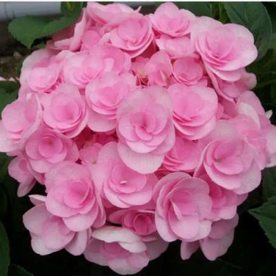 Махровая в Молодечно