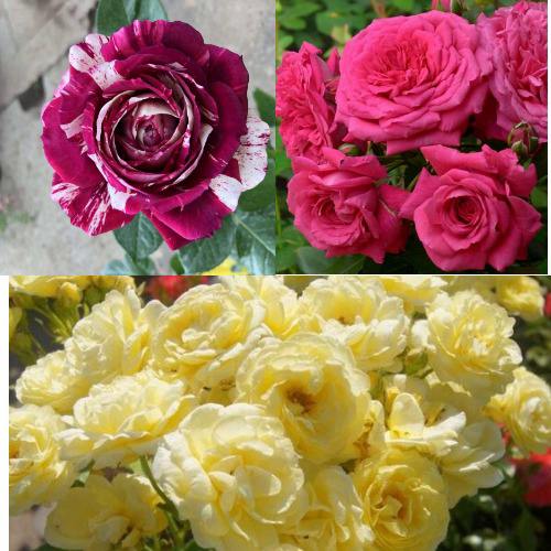 Комплект РОЗОВЫЙ АКЦЕНТ в Молодечно