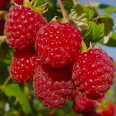 Ранняя в Молодечно