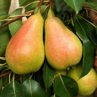 Сладкая в Молодечно