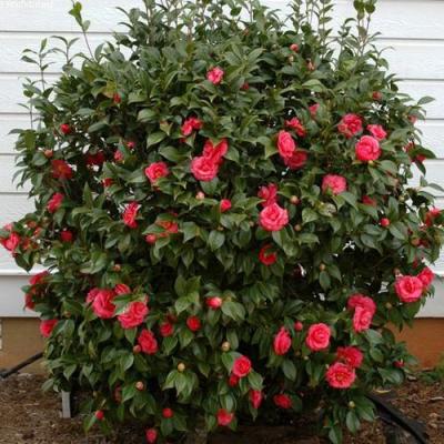 Камелия в Молодечно