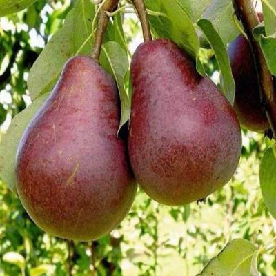 Красная в Молодечно