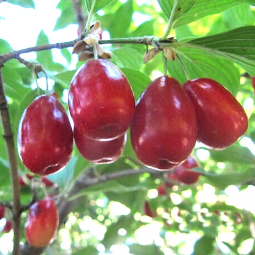 Кизил ЛУКЬЯНОВСКИЙ в Молодечно