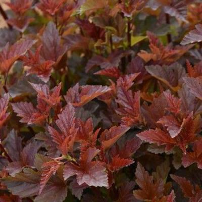 Красный в Молодечно