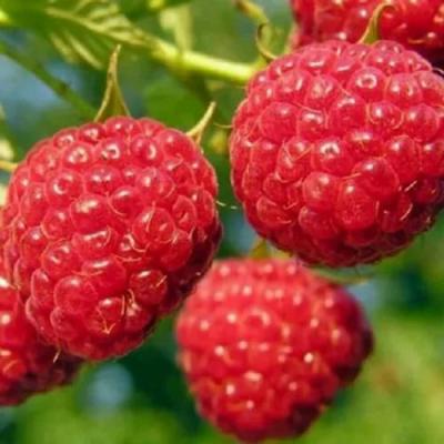 Поздняя в Молодечно