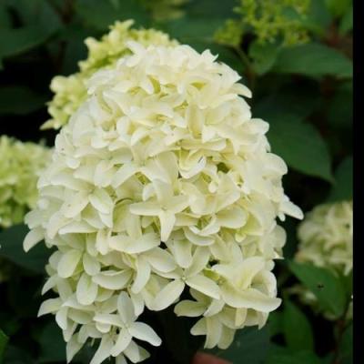 Средние в Молодечно