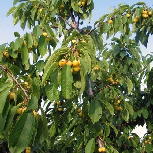 черешня желтая.jpeg