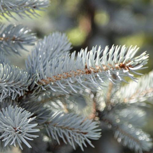 Колючая ель.jpg