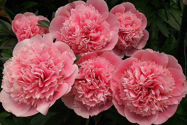 Махровые пионы.jpg