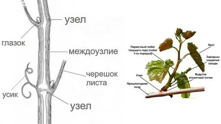 Обрезка винограда строение виноградной лозы.jpg