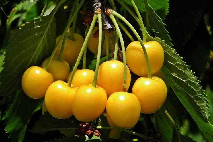 черешня желтая.jpg