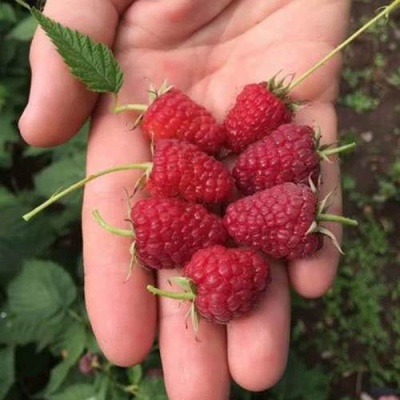 Малина ЕВРАЗИЯ в Молодечно