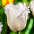 Тюльпан НОРТ ПОУЛ бахромчатый в Молодечно