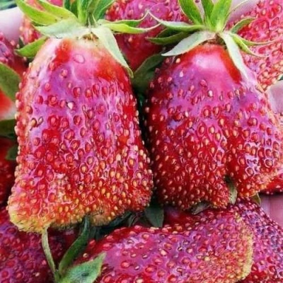 Клубника КУПЧИХА в Молодечно