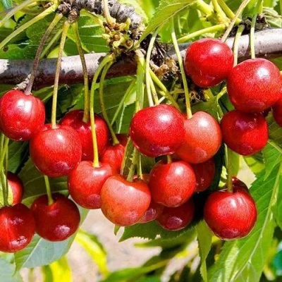 Черешня БРЯНСКАЯ РОЗОВАЯ в Молодечно
