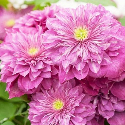 Клематис КАЙЗЕР в Молодечно