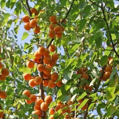 Абрикос ОРЛОВЧАНИН  в Молодечно