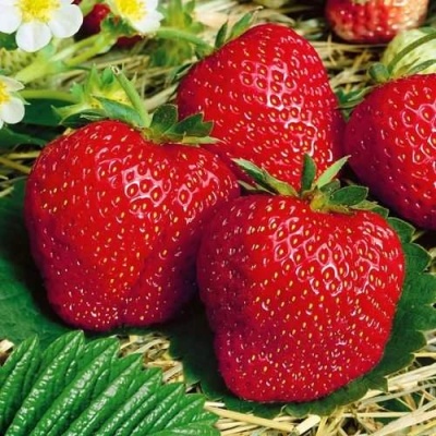 Клубника ВИМА ЗАНТА в Молодечно