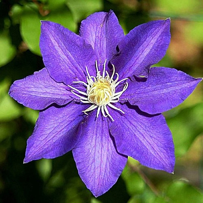 Клематис ЗЕ ПРЕЗИДЕНТ в Молодечно