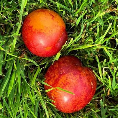 Шарафуга НЕКТАРИННАЯ в Молодечно