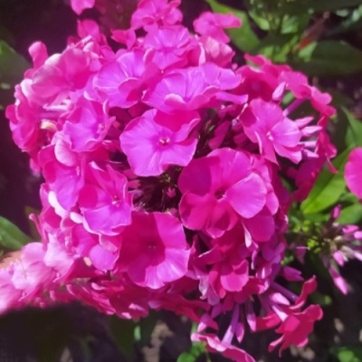 Флокс БАМБИНИ ДИЗАЙР метельчатый в Молодечно