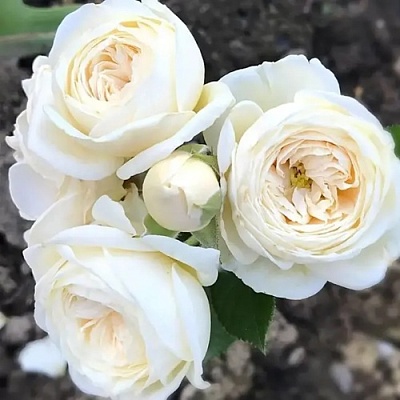 Роза АРТЕМИС шраб в Молодечно