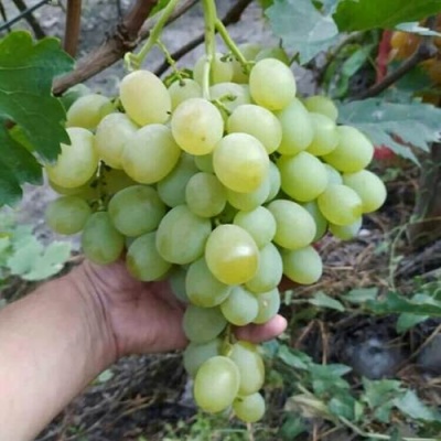 Виноград ВАНЮША в Молодечно
