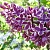 Сирень СЕНСАЦИЯ (привитая) в Молодечно