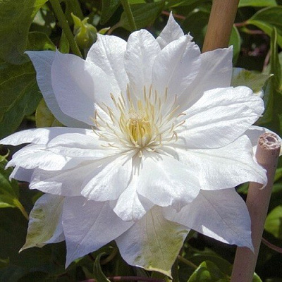 Клематис ДАЧЕСС ОФ ЭДИНБУРГ в Молодечно