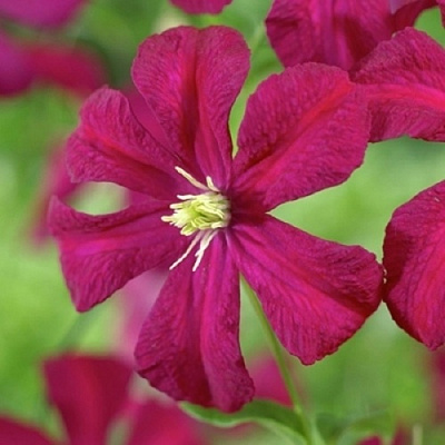 Клематис МАДАМ ДЖУЛИЯ КОРРЕВОН в Молодечно