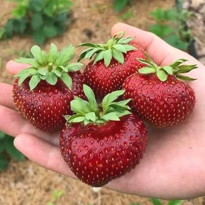 Клубника МАЛЬВИНА в Молодечно