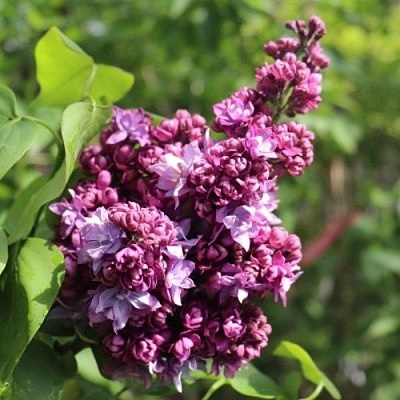 Сирень МАРШАЛ МАЛИНОВСКИЙ в Молодечно