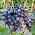виноград Торнадо