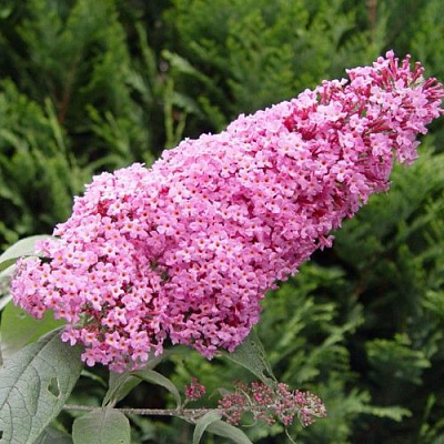 Буддлея давида ПИНК ДЕЛАЙТ в Молодечно