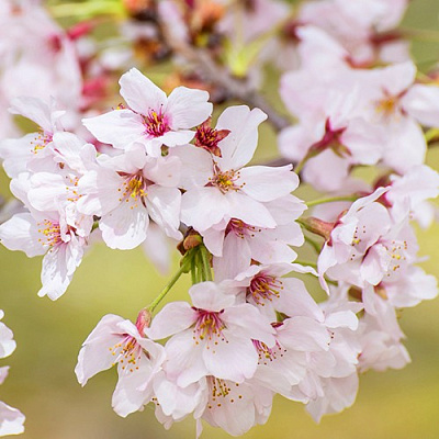 Сакура КОЙО НО МАЙ в Молодечно