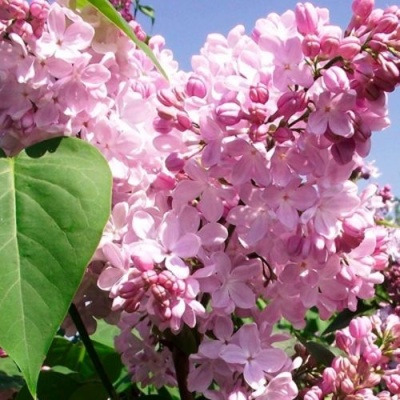 Сирень АДЕЛИНА в Молодечно