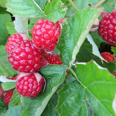 Ежемалина РЕД ДАЙМОНД в Молодечно