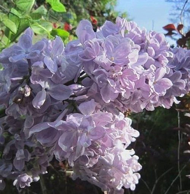 Сирень ЛЕТНИЙ САД в Молодечно