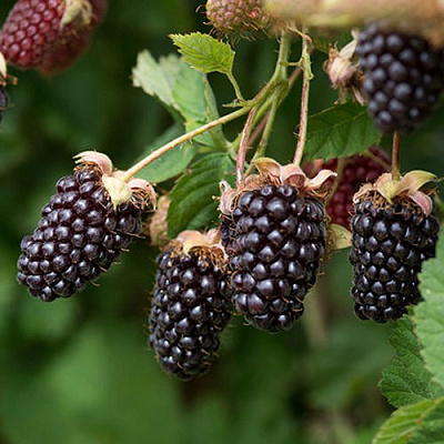 Ежемалина БОЙСЕНБЕРРИ в Молодечно