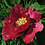 Пион КРАСНЫЙ ЛОТОС древовидный в Молодечно