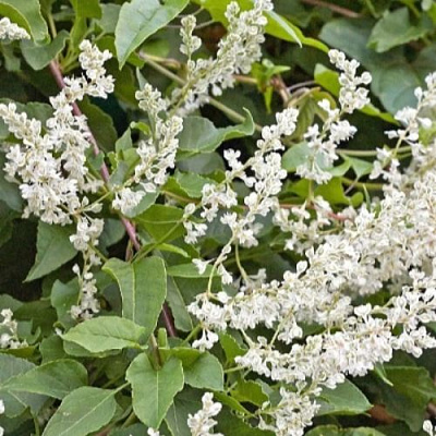 Фаллопия АУБЕРТА в Молодечно