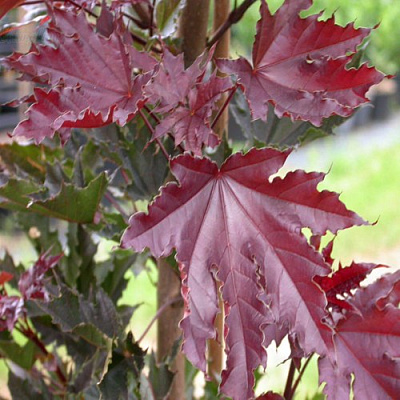 Клен КРИМСОН СЕНТРИ остролистный в Молодечно