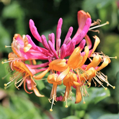 Жимолость ГЕКРОТА в Молодечно