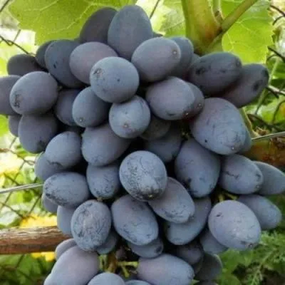 Черный виноград в Молодечно