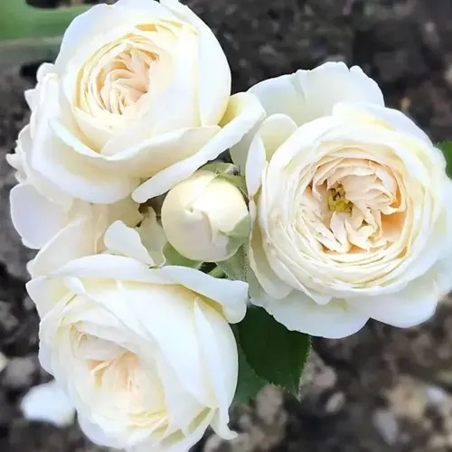 Роза АРТЕМИС шраб в Молодечно