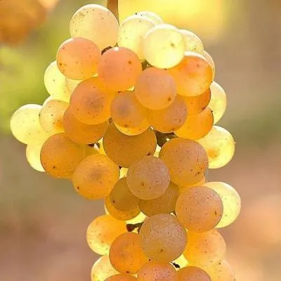 Белый виноград в Молодечно