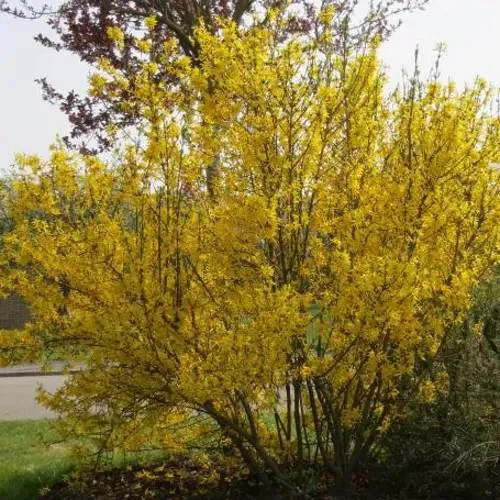 Форзиция КАМСОН промежуточная в Молодечно