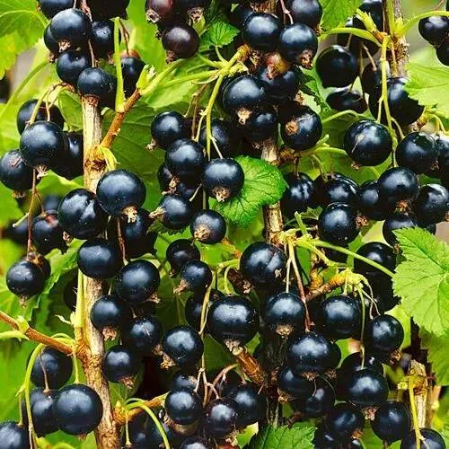 Смородина чёрная ИЗЮМНАЯ в Молодечно